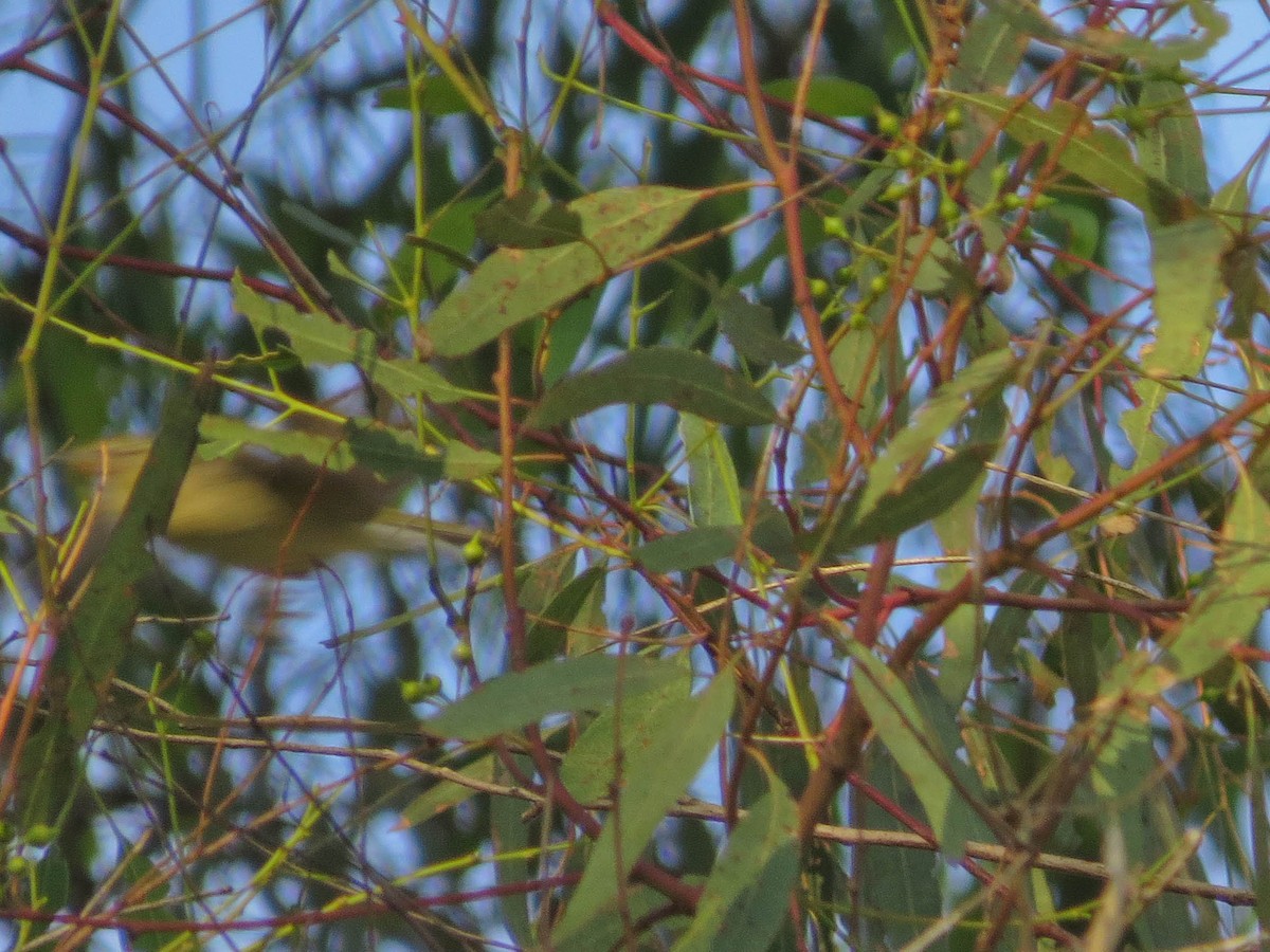 Tennessee Warbler - ML646311149