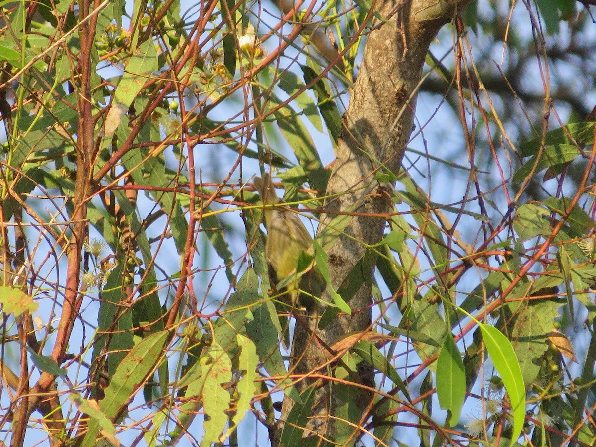 Tennessee Warbler - ML646311150