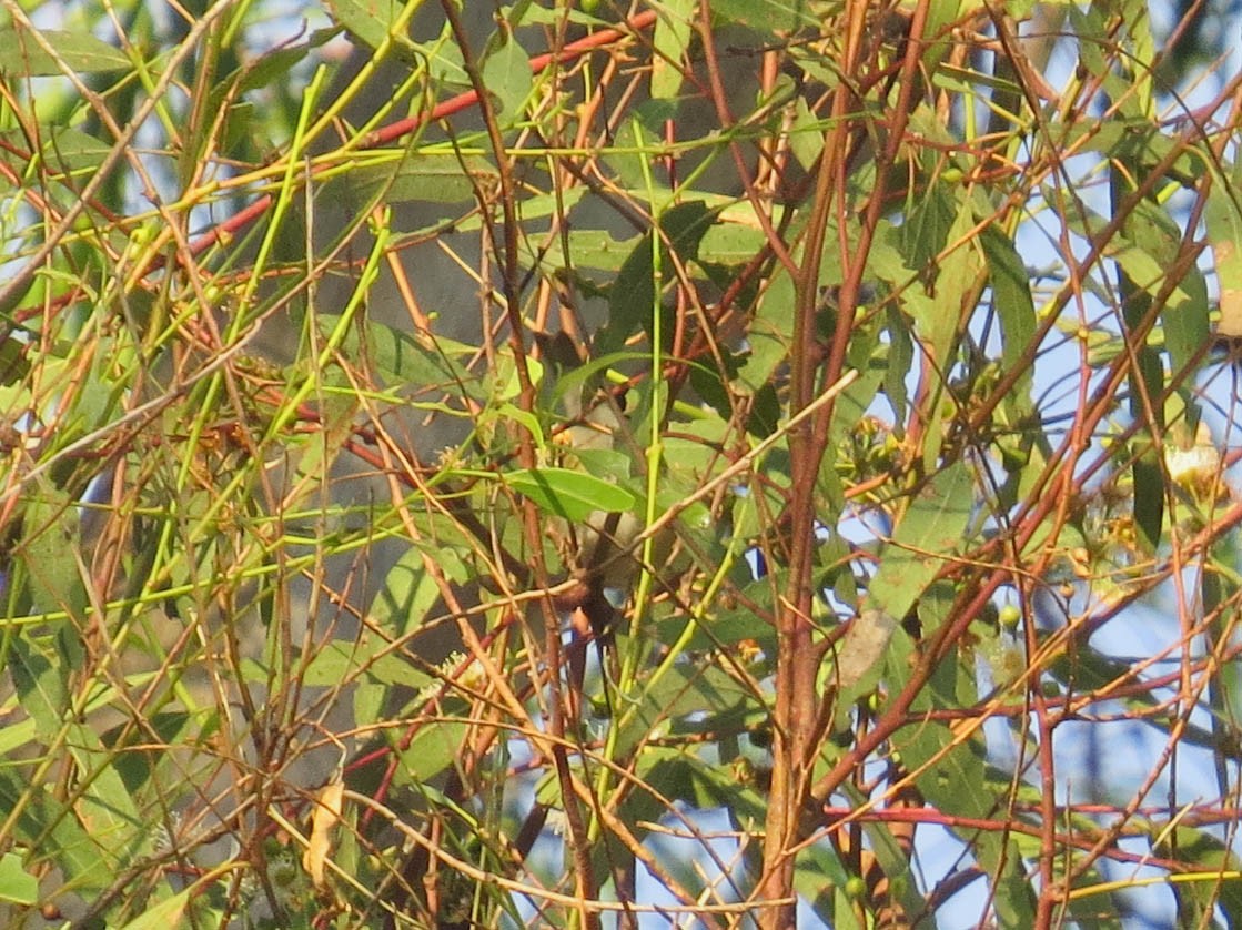 Tennessee Warbler - ML646311151