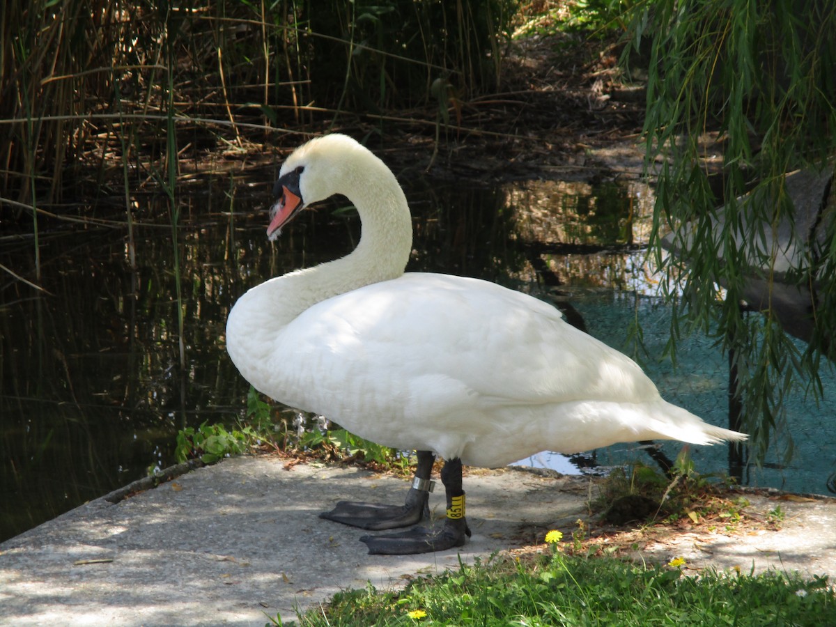 Лебідь-шипун - ML646311152