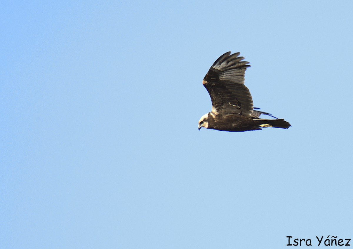 Western Marsh Harrier - ML646311154