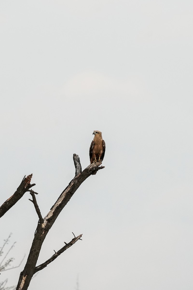Brahminy Kite - ML646311156