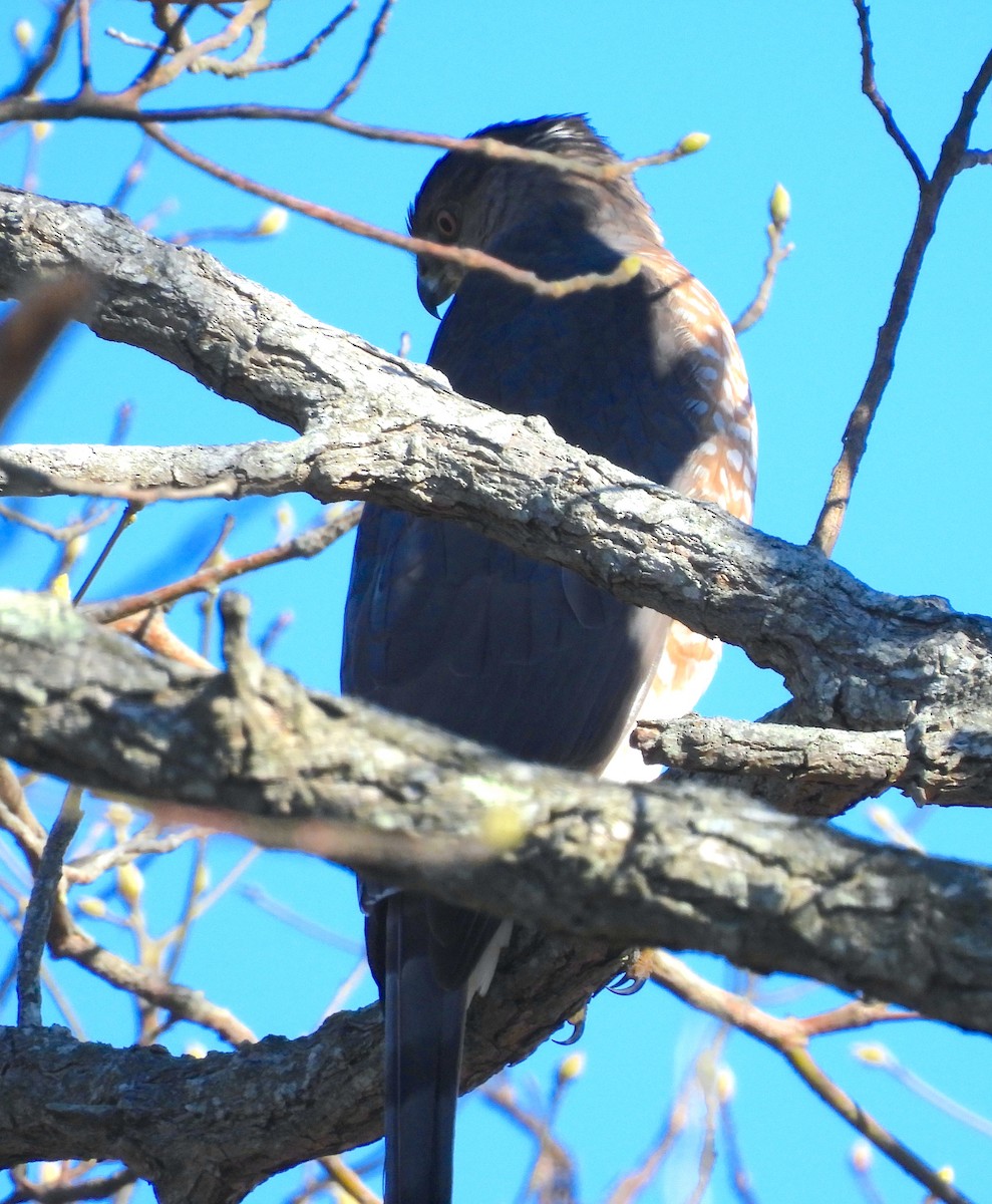 Cooper's Hawk - ML646311157