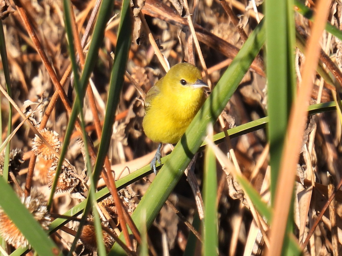 Orchard Oriole - ML646311158