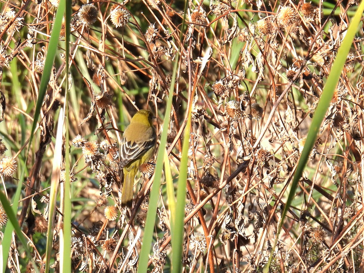 Orchard Oriole - ML646311159