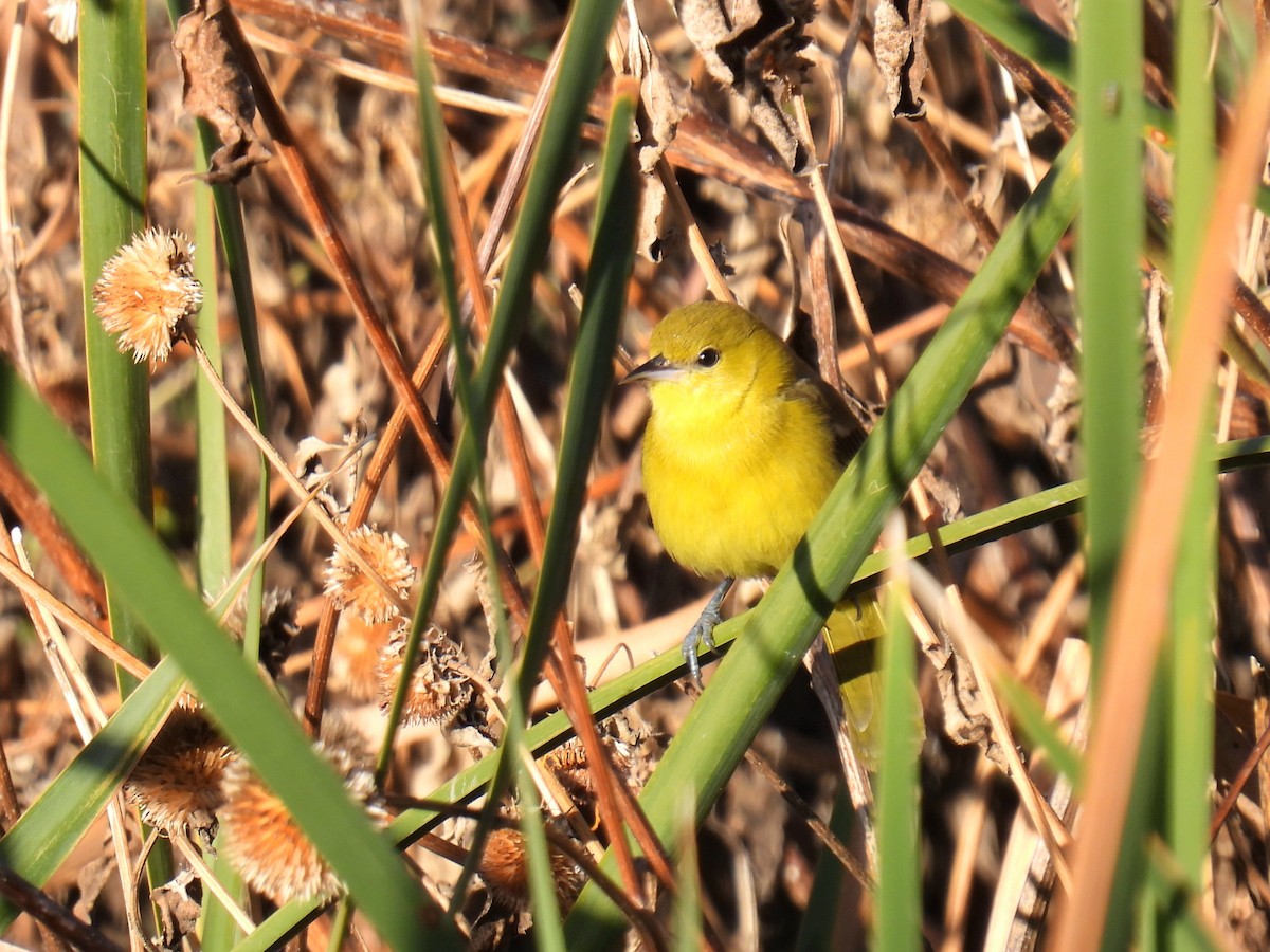 Orchard Oriole - ML646311161