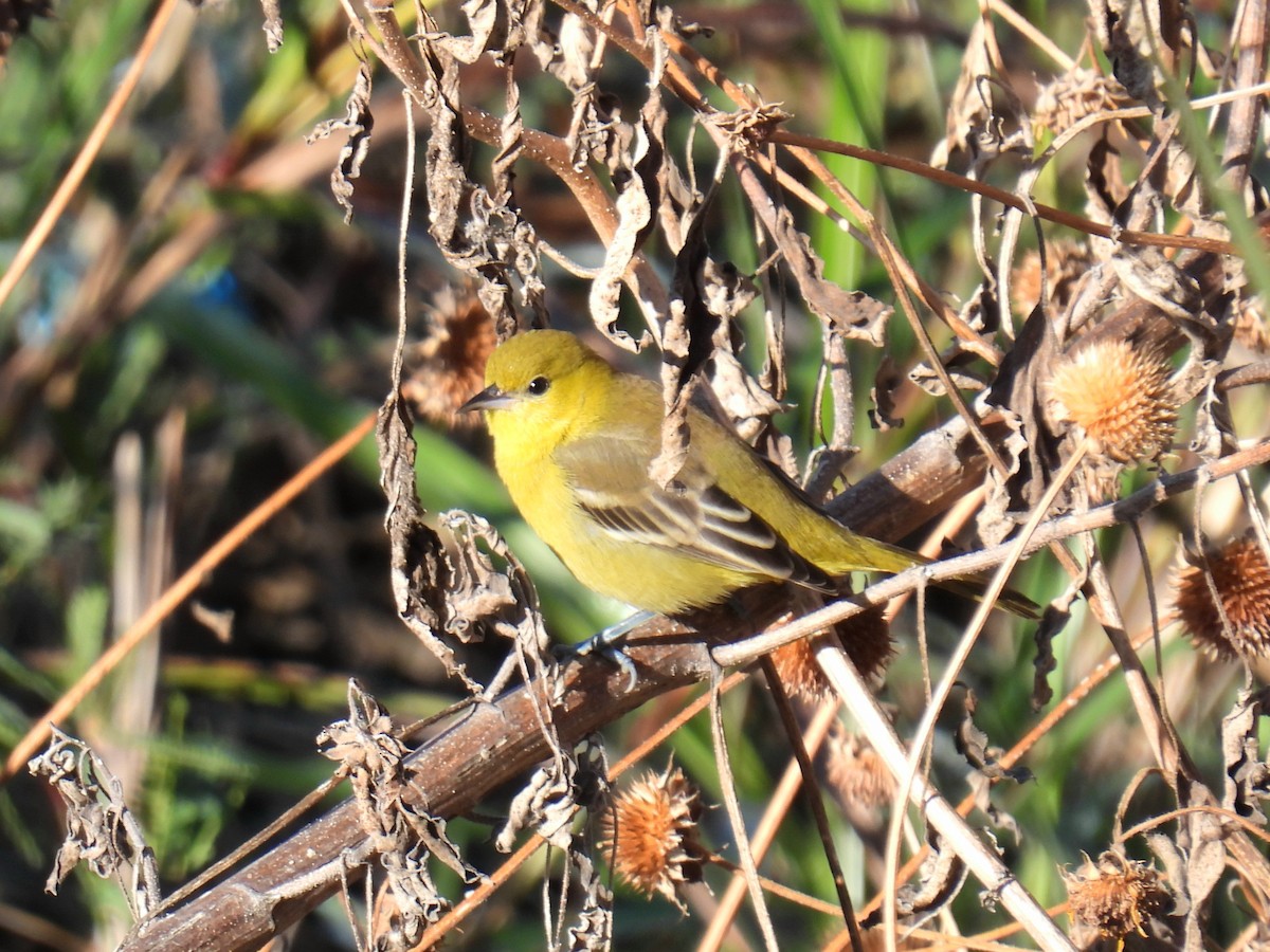 Orchard Oriole - ML646311162