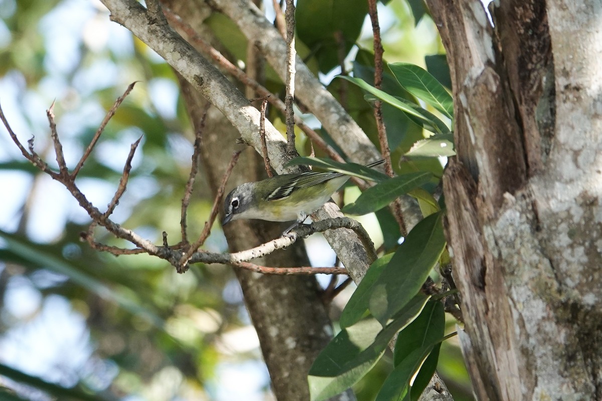 Blue-headed Vireo - ML646311168