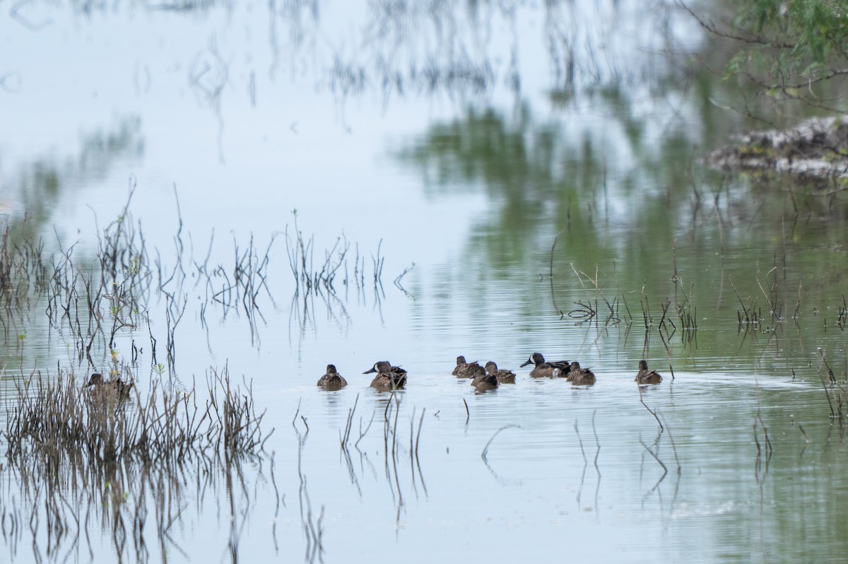 Zertzeta hegalurdina - ML646311170