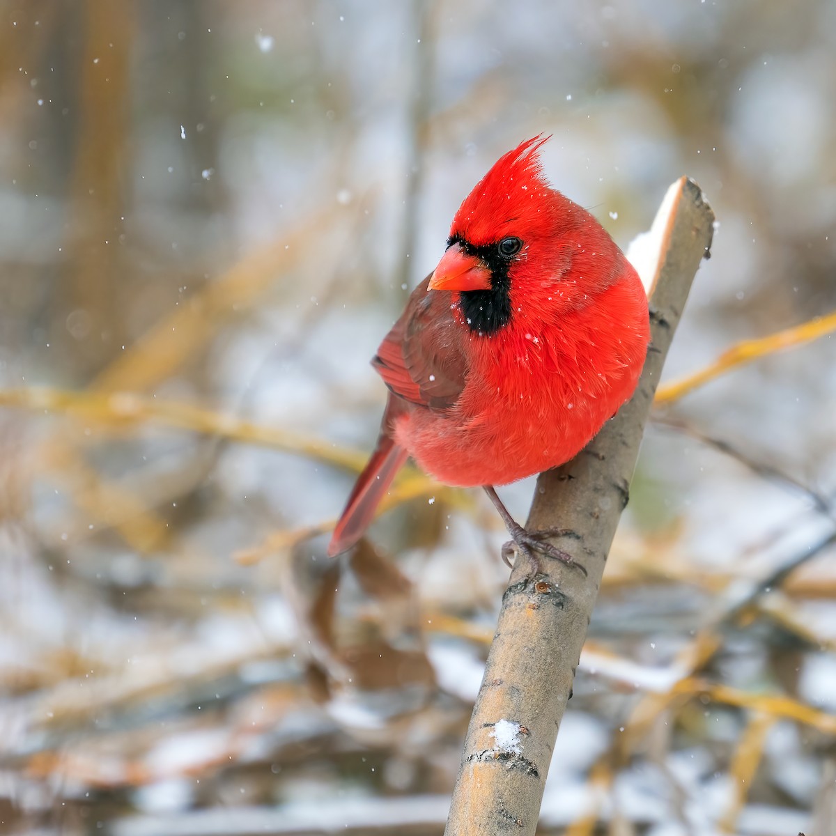 Northern Cardinal - ML646311174