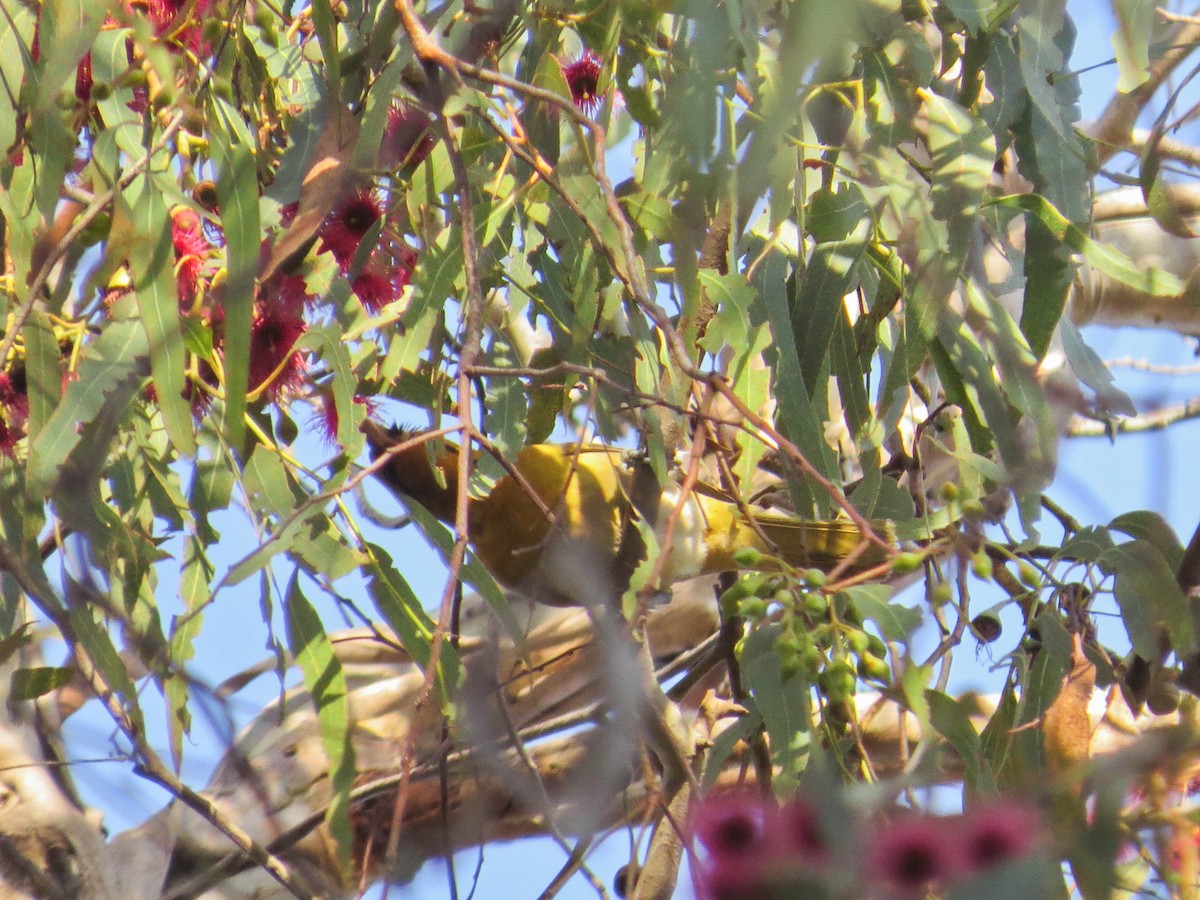 Bullock's Oriole - ML646311176