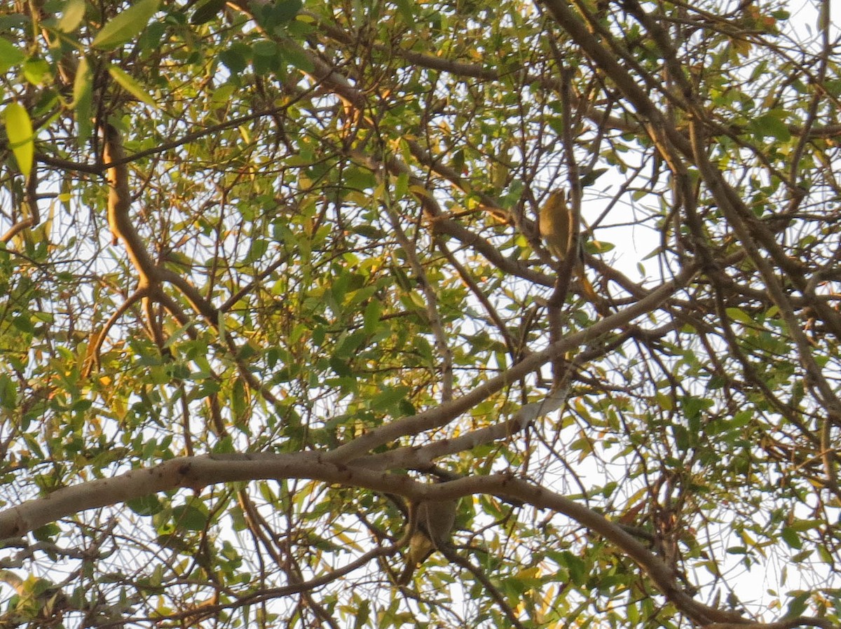 Bullock's Oriole - ML646311177