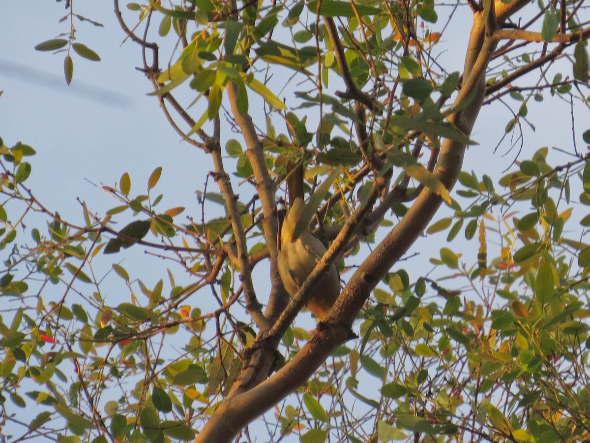 Bullock's Oriole - ML646311178