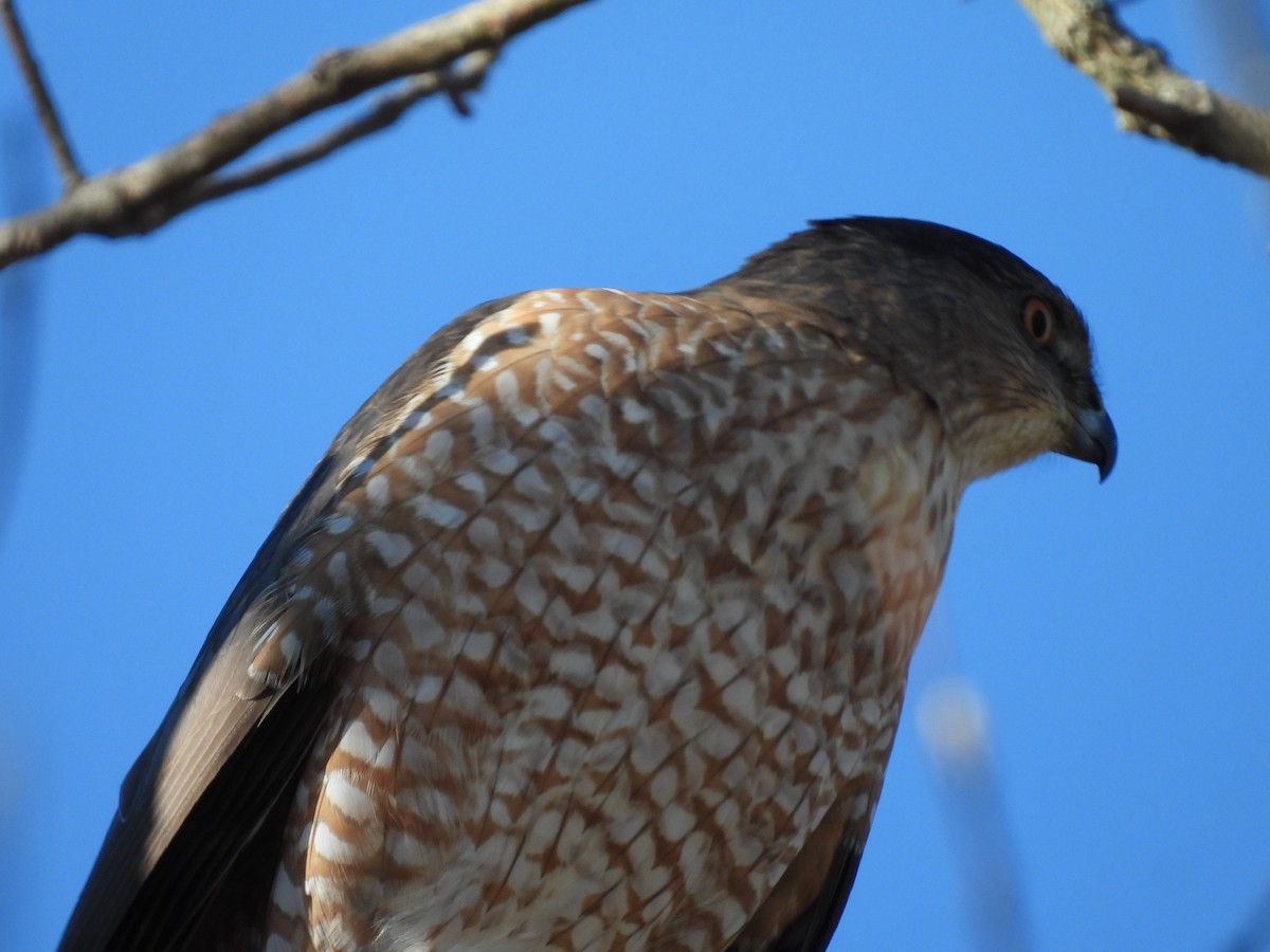 Cooper's Hawk - ML646311179
