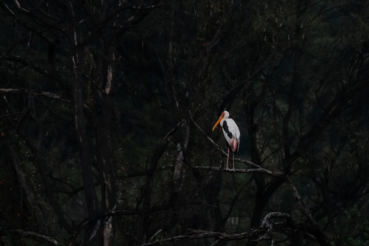 Painted Stork - ML646311180