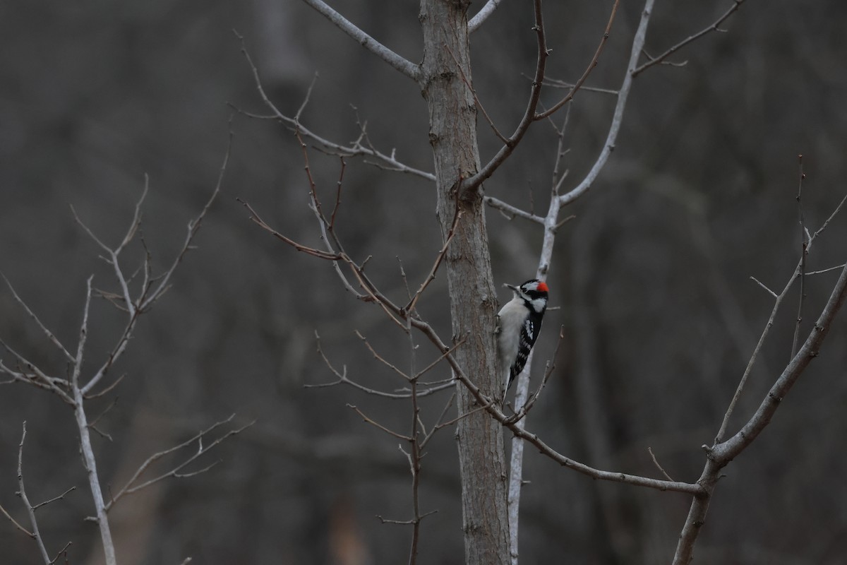 Downy Woodpecker - ML646311181