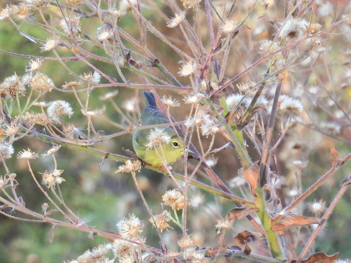 Orange-crowned Warbler - ML646311183