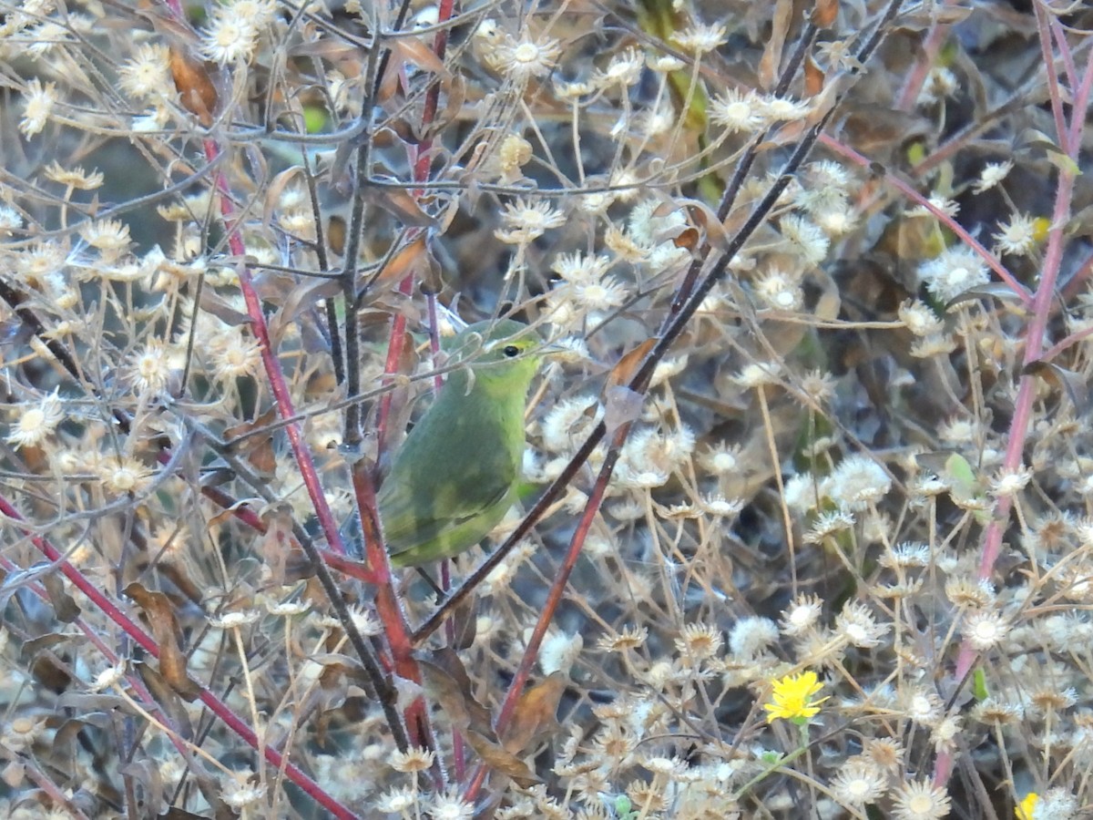 Orange-crowned Warbler - ML646311184