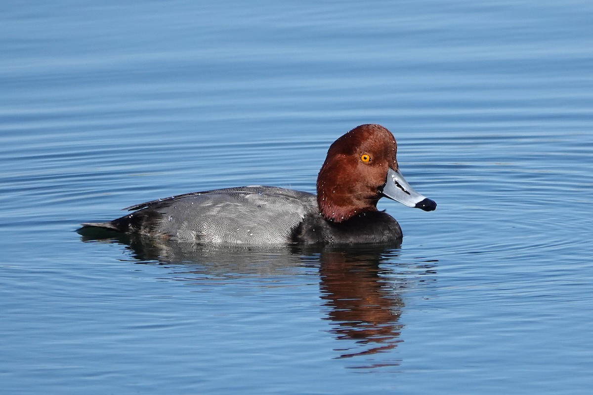 Redhead - ML646311190