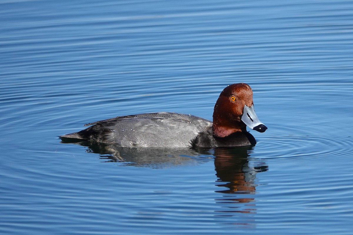 Redhead - ML646311191