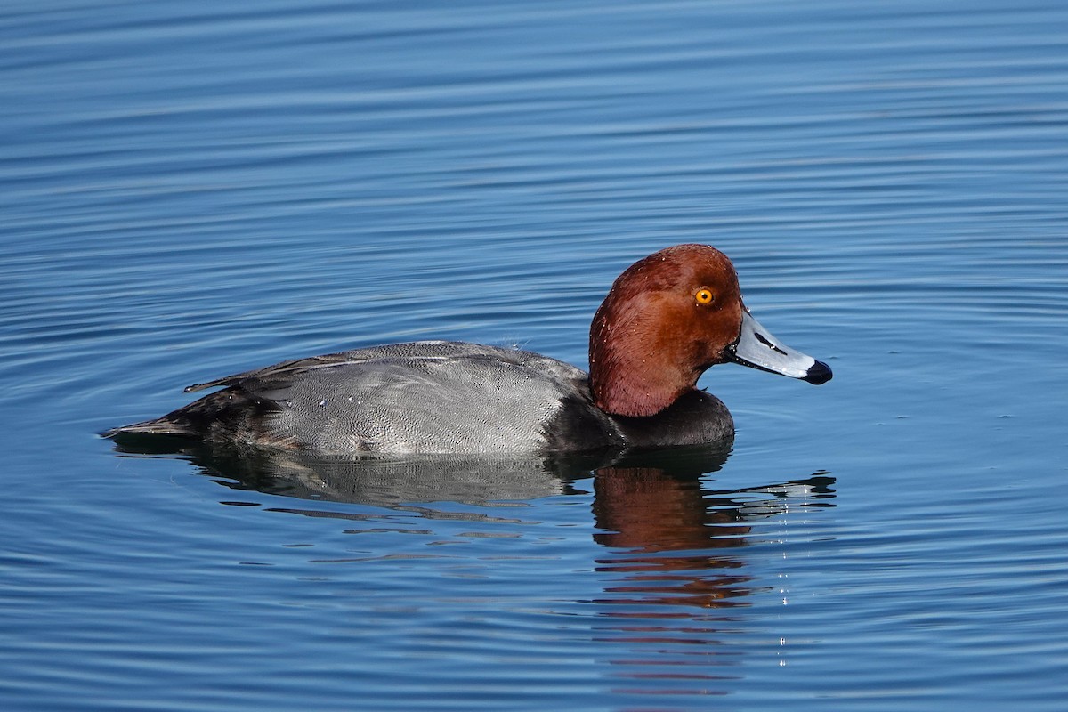 Redhead - ML646311192