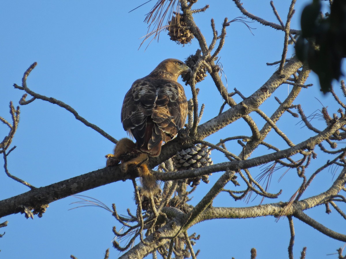 Red-tailed Hawk - ML646311194