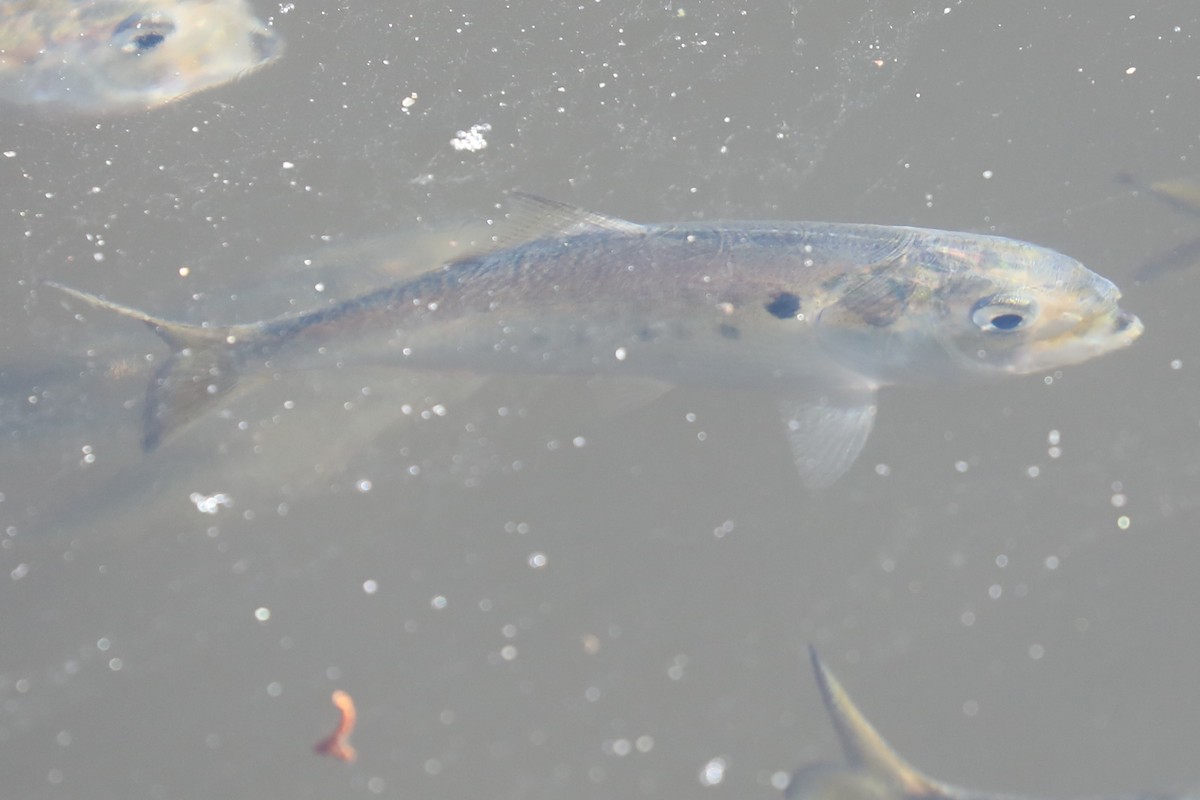 Atlantic Menhaden - ML646311195
