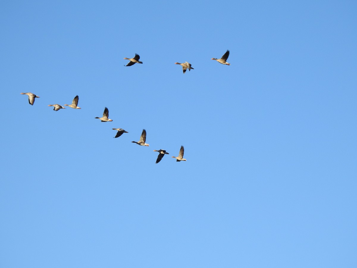 Antzara hankagorrizta - ML646311196