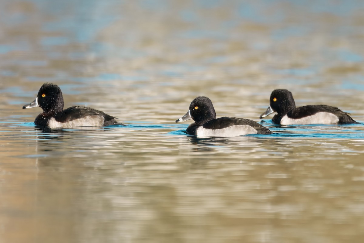 Ring-necked Duck - ML646311197