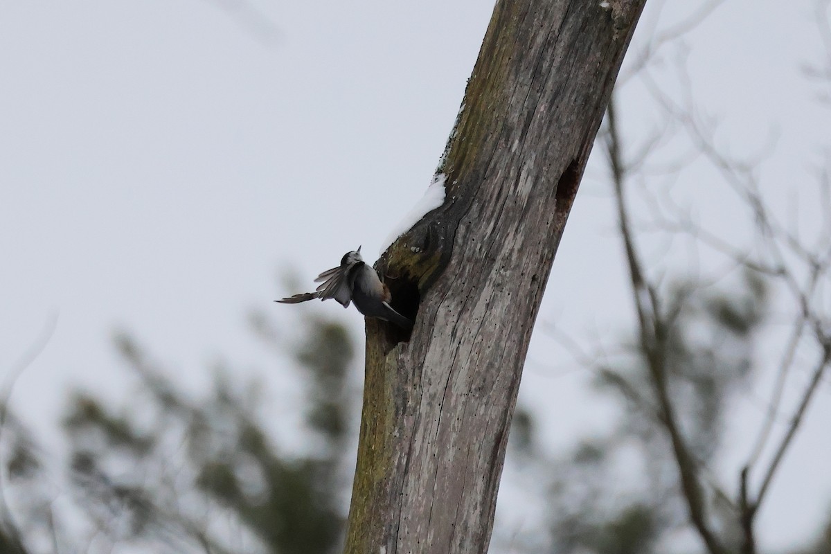 White-breasted Nuthatch - ML646311200