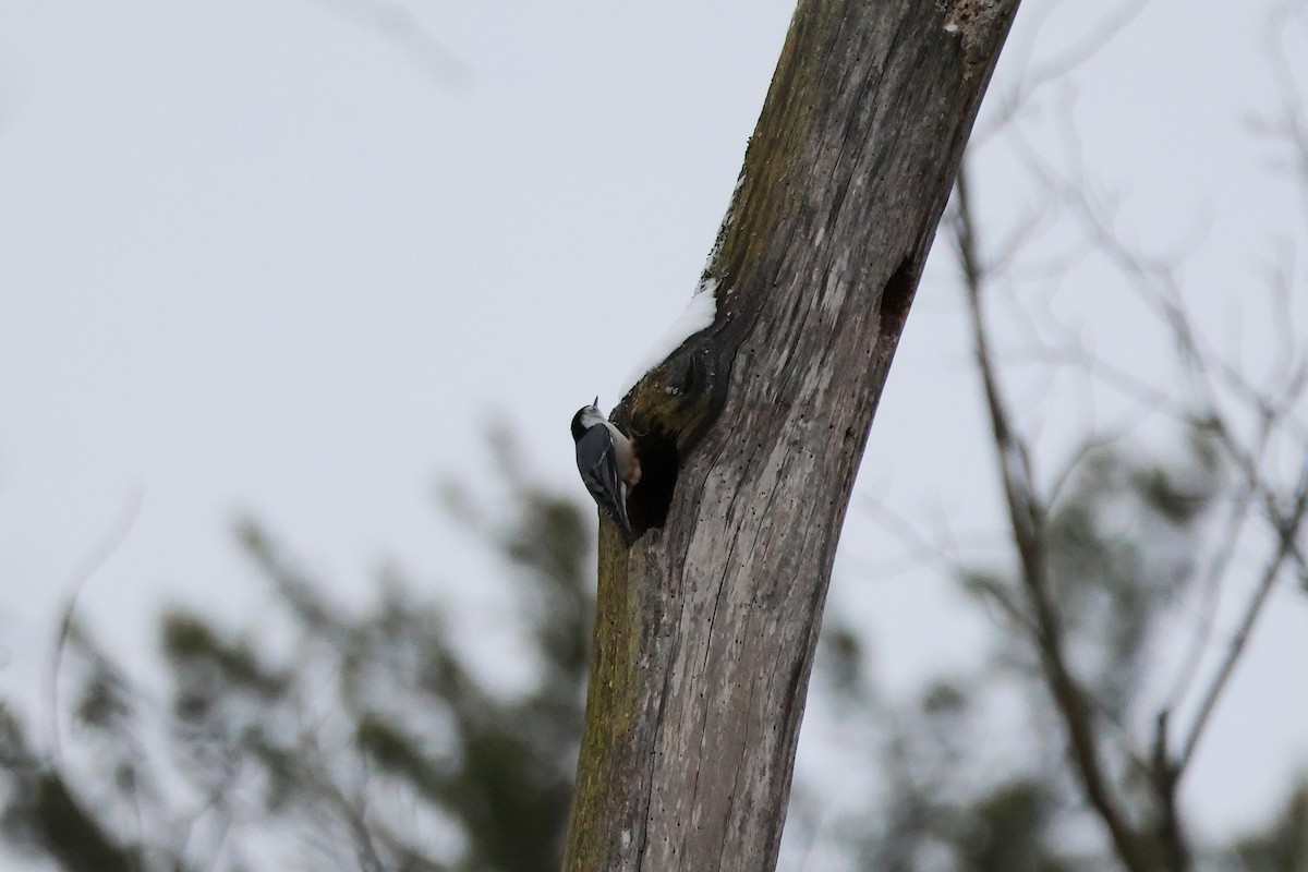 White-breasted Nuthatch - ML646311201