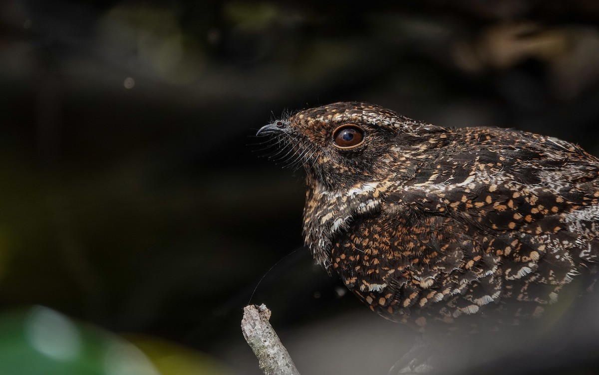 Blackish Nightjar - ML646311202