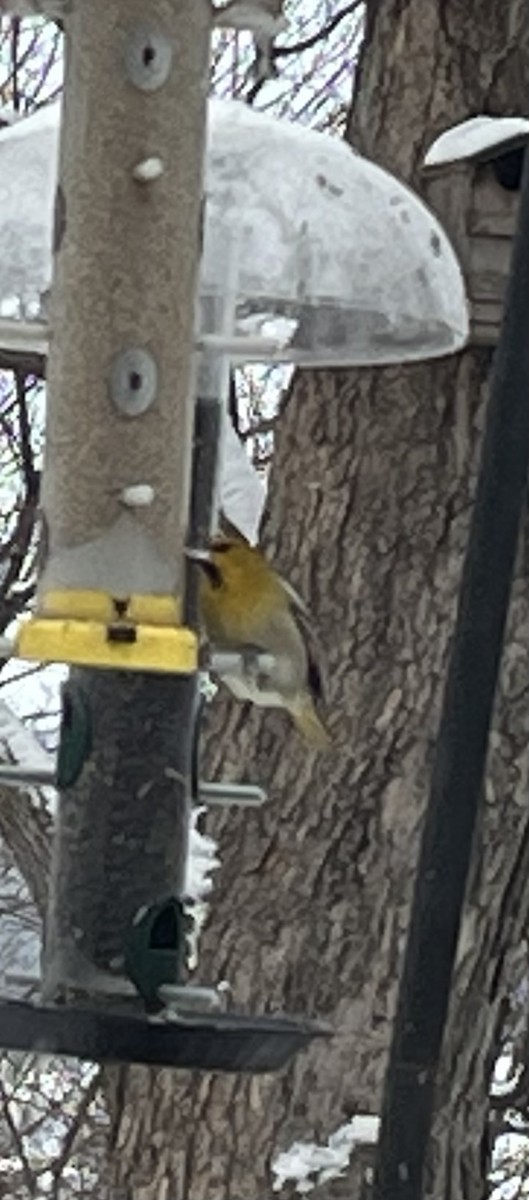 Bullock's Oriole - ML646311206