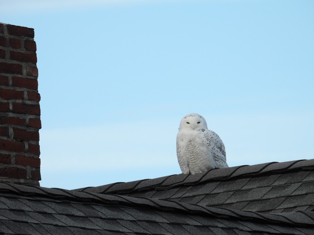 Snowy Owl - ML646311209