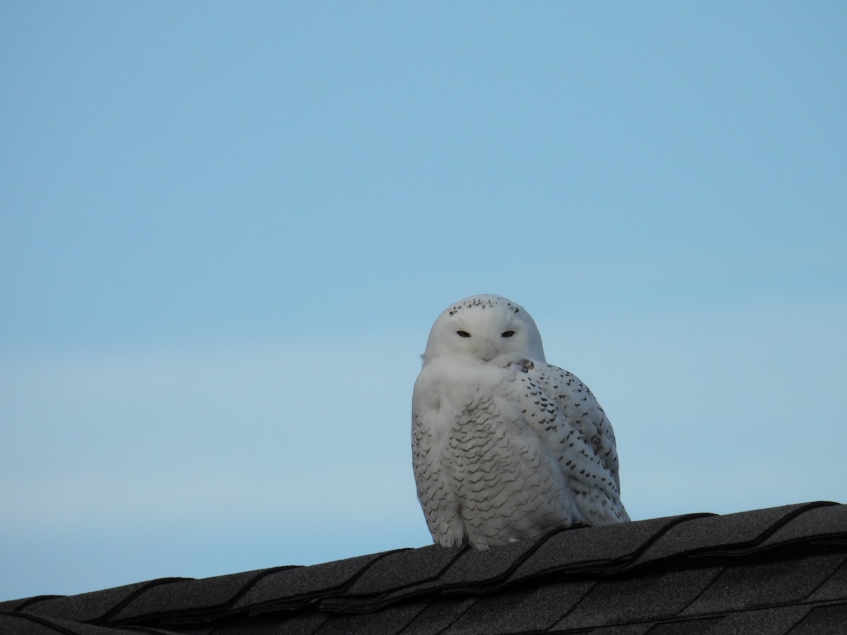 Snowy Owl - ML646311211