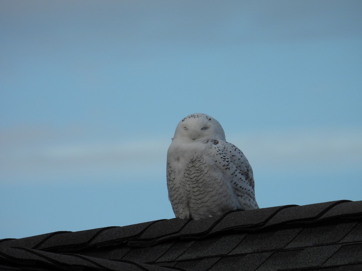 Snowy Owl - ML646311213