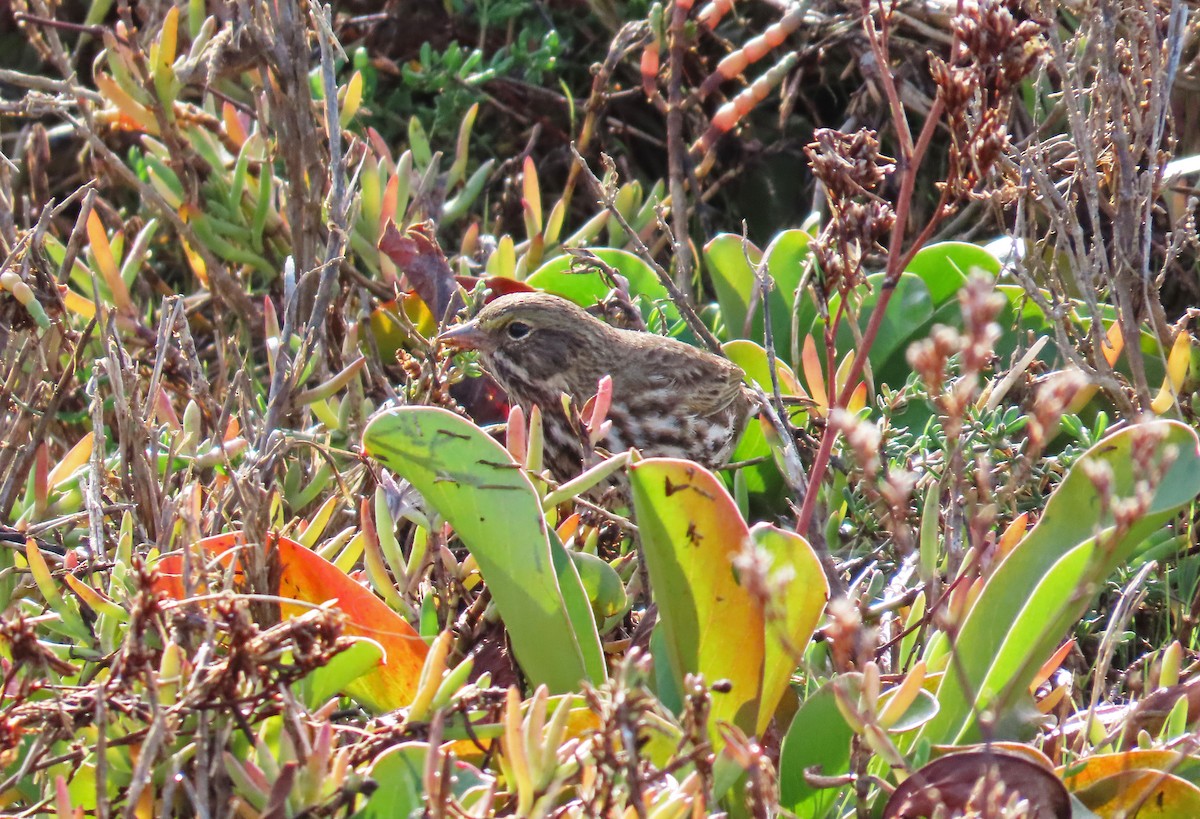Savannah Sparrow - ML646311214