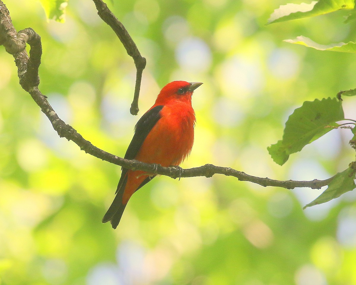 Scarlet Tanager - ML646311223
