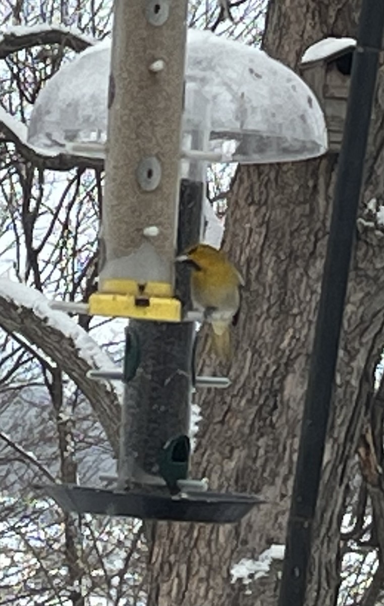 Bullock's Oriole - ML646311232