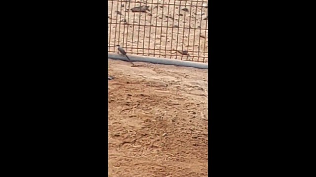 Fork-tailed Flycatcher - ML646311237