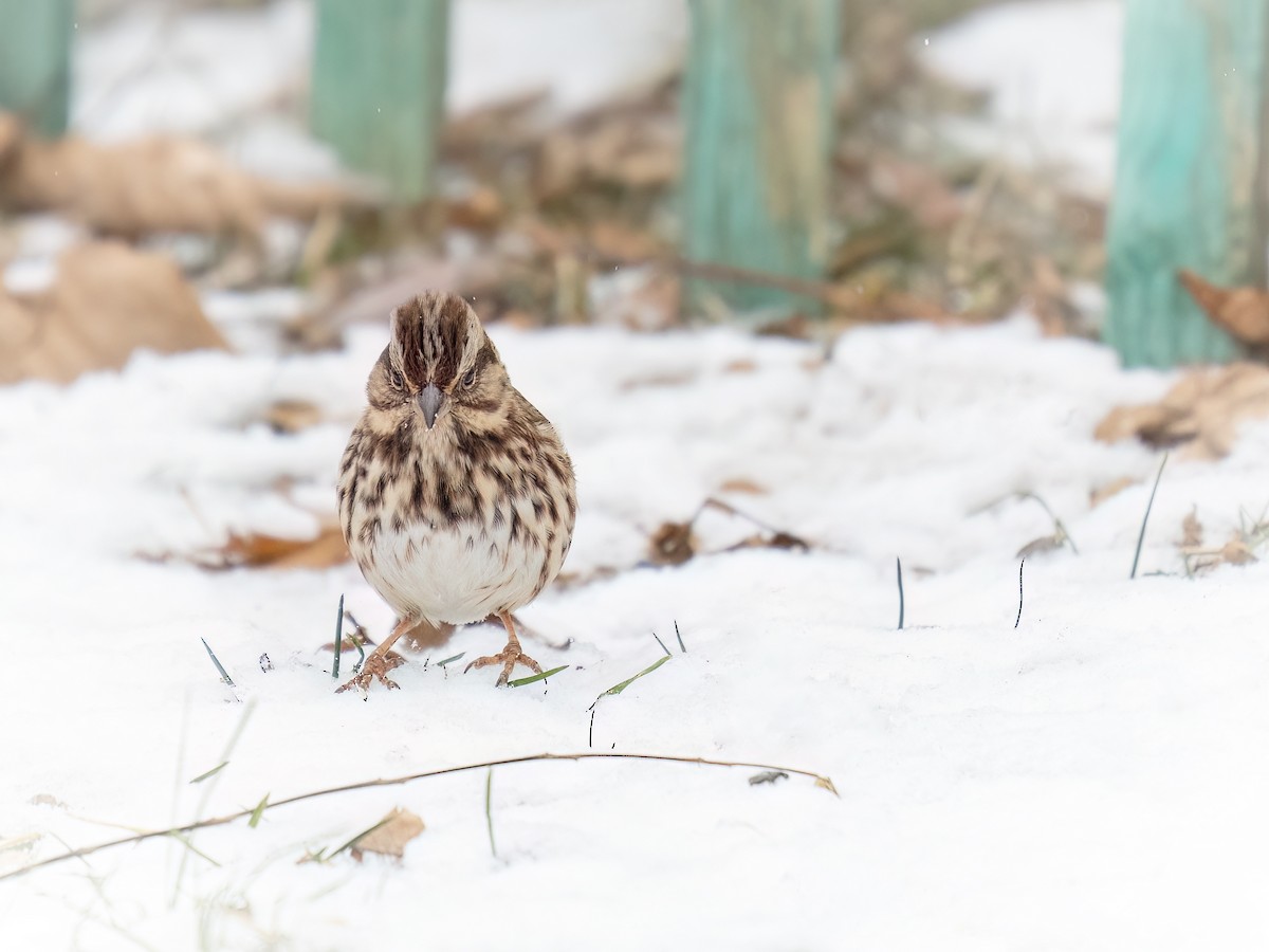 Song Sparrow - ML646311241