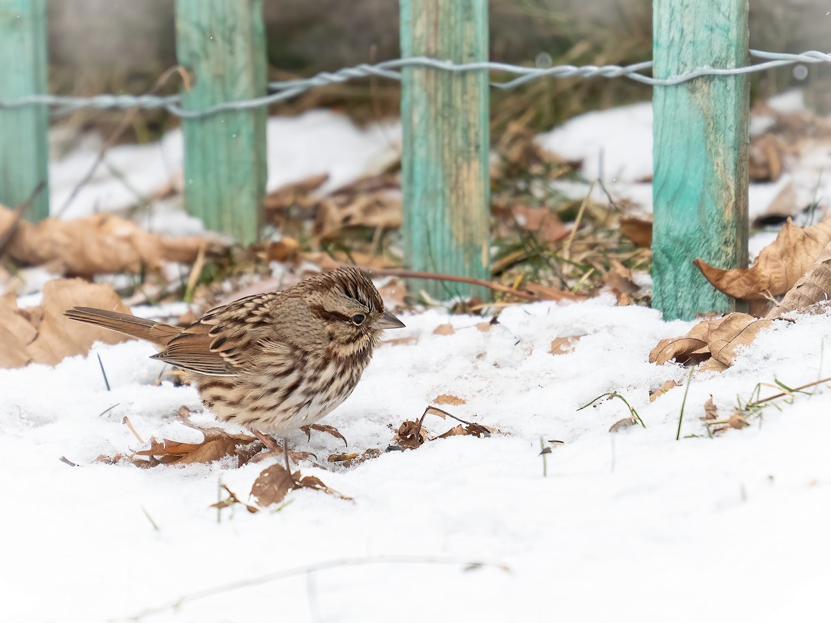 Song Sparrow - ML646311242