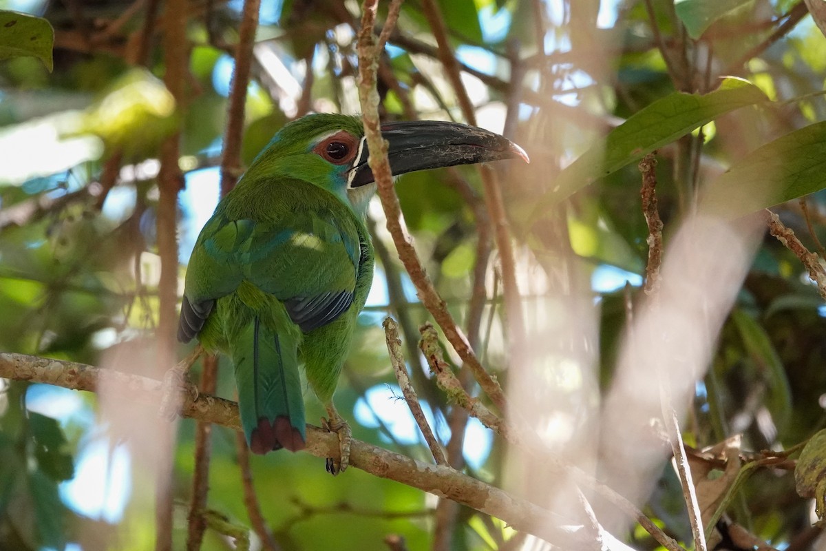 Chestnut-tipped Toucanet - ML646311243