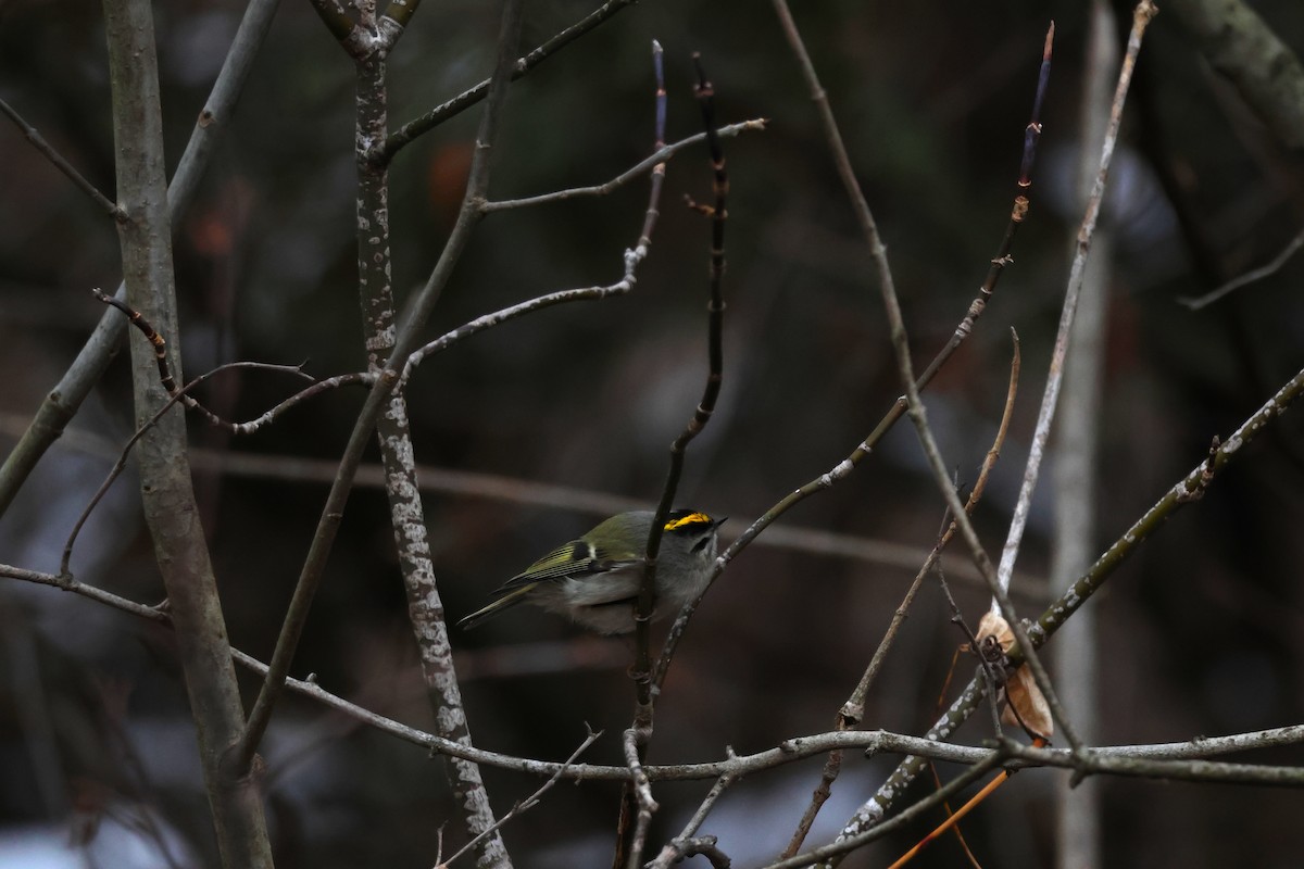 Golden-crowned Kinglet - ML646311247