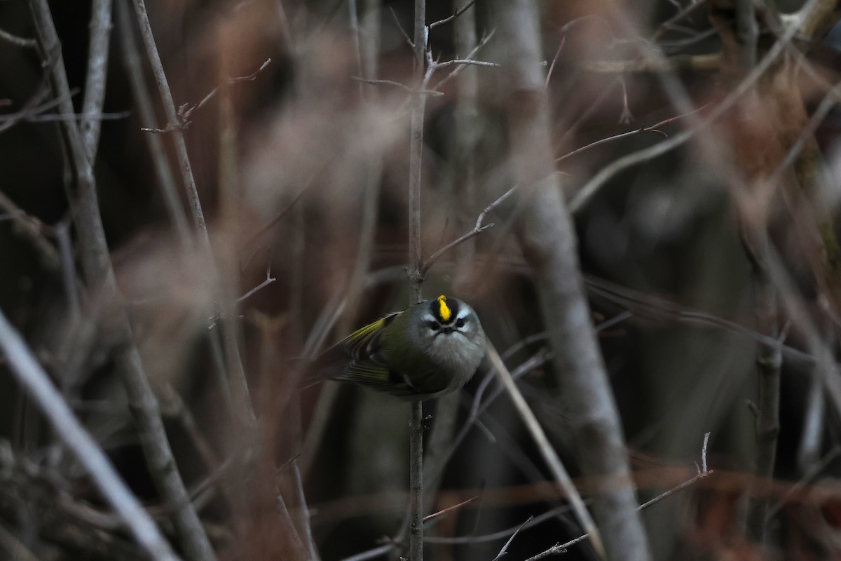 Golden-crowned Kinglet - ML646311248