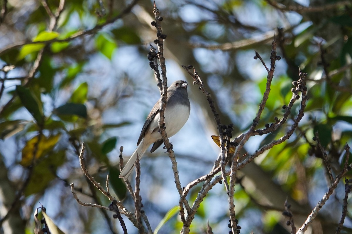 Dark-eyed Junco (Slate-colored) - ML646311256