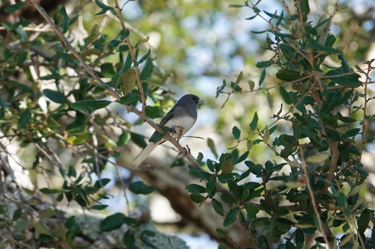 Dark-eyed Junco (Slate-colored) - ML646311257