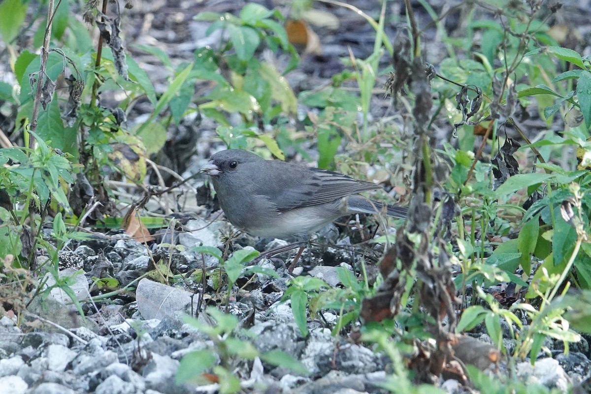 Dark-eyed Junco (Slate-colored) - ML646311258
