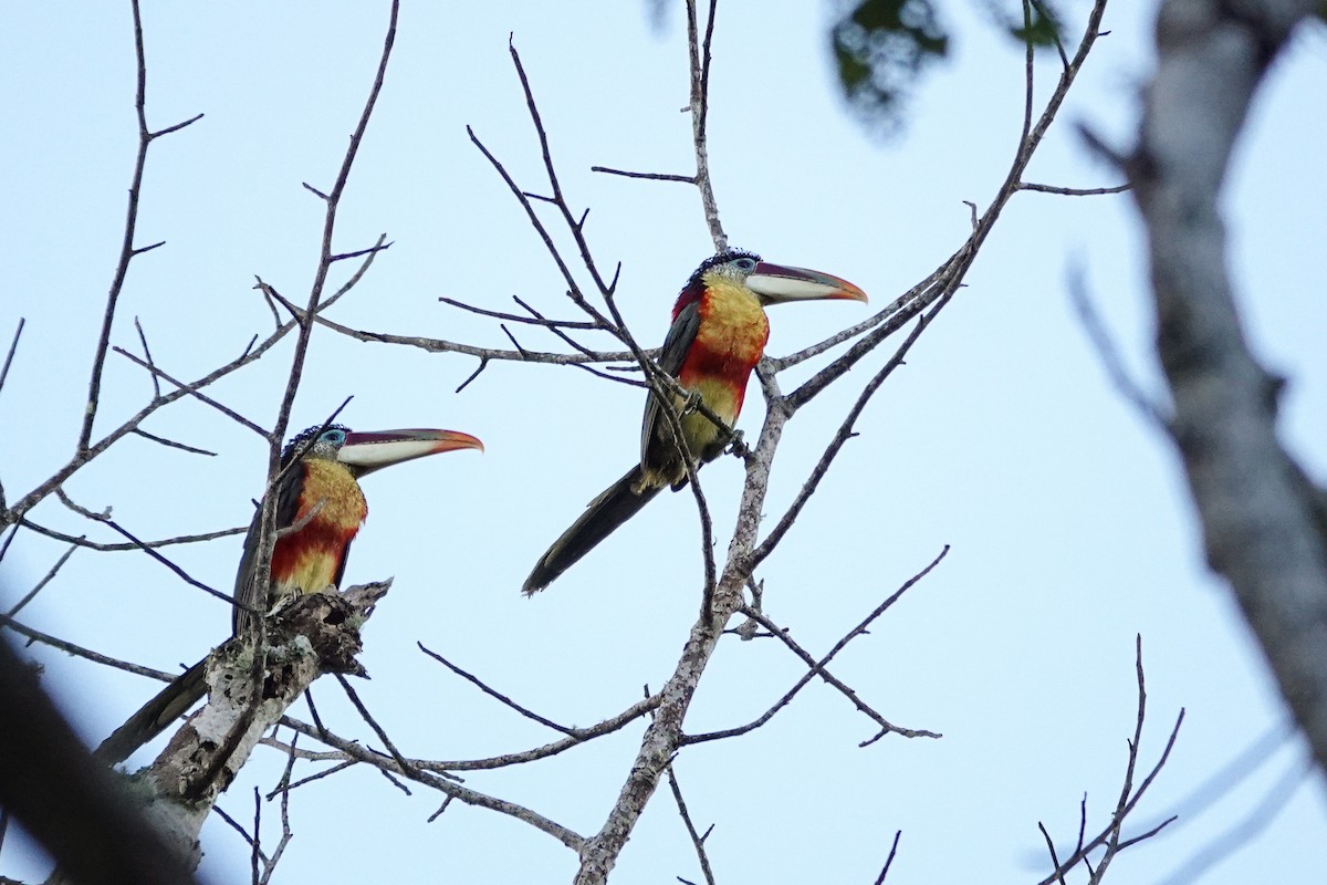 Curl-crested Aracari - ML646311262