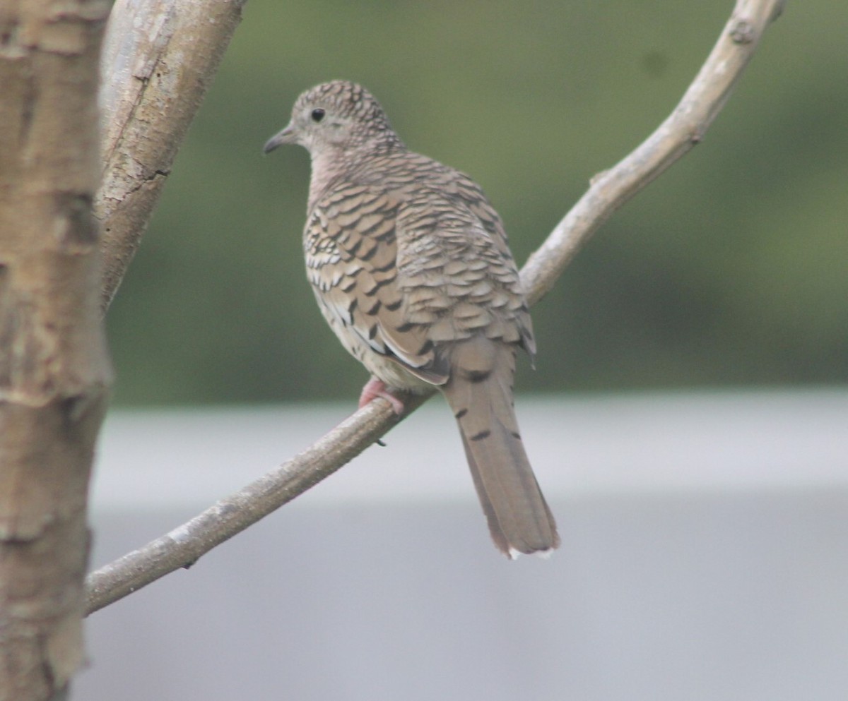 Scaled Dove - ML646311263